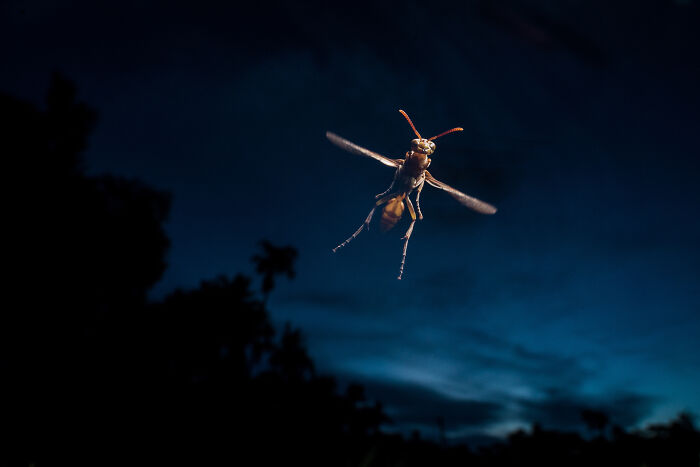 Wildlife photo capturing a wasp in mid-air flight against a twilight sky.