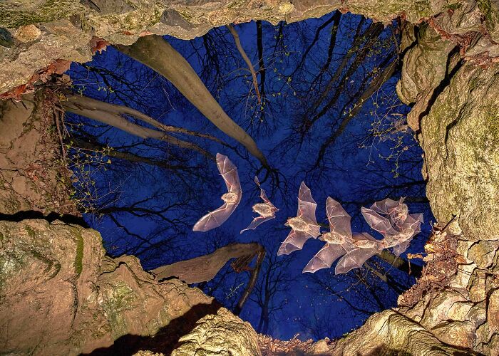 Multiple bats flying out of a dark cave entrance against a deep blue night sky for Npoty.