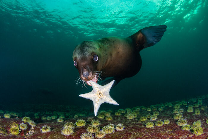 Wildlife photo of a sea lion swimming underwater while holding a starfish in its mouth.