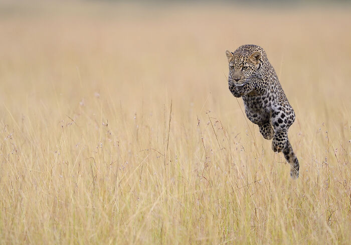 Wildlife photo of a young leopard leap in mid-air above high grass.