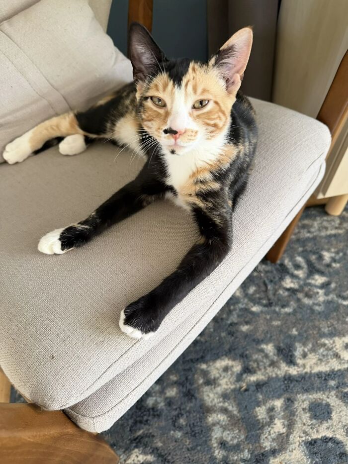 A beautiful calico cat lies relaxed on a grey armchair, a charming pet sharing life stories.