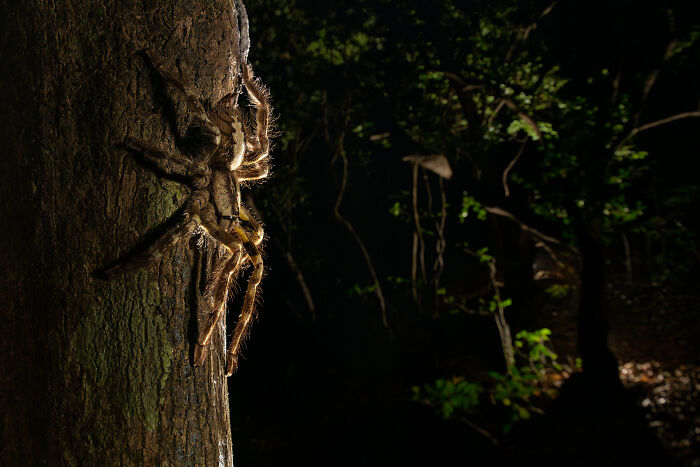 Large tarantula climbing up a tree trunk at night featured in NPOTY nature photography