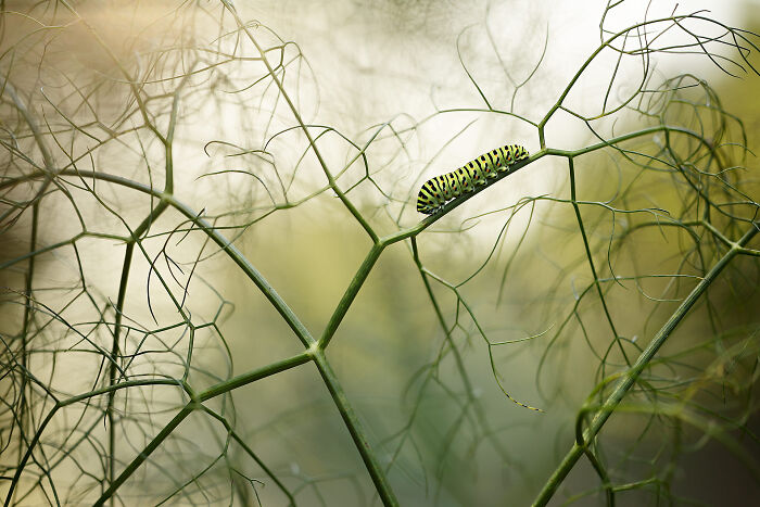 Green caterpillar crawling on delicate thin plant branches for NPOTY nature photo