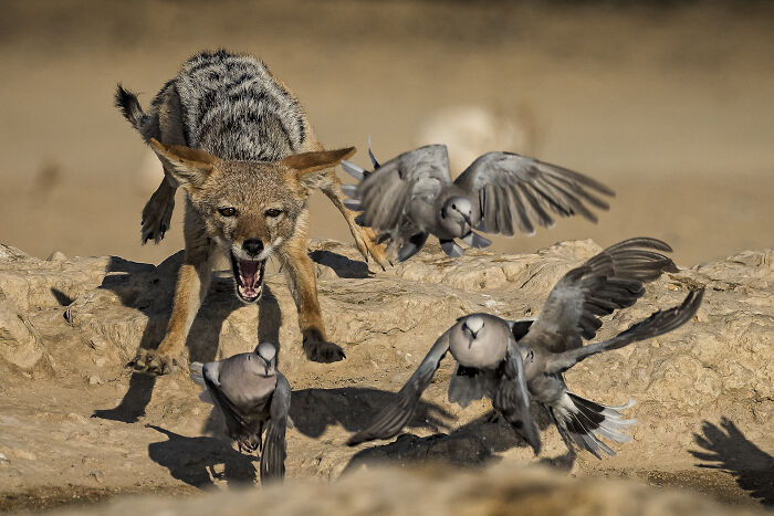 Wildlife photo of a jackal attacking a flock of birds taking flight.
