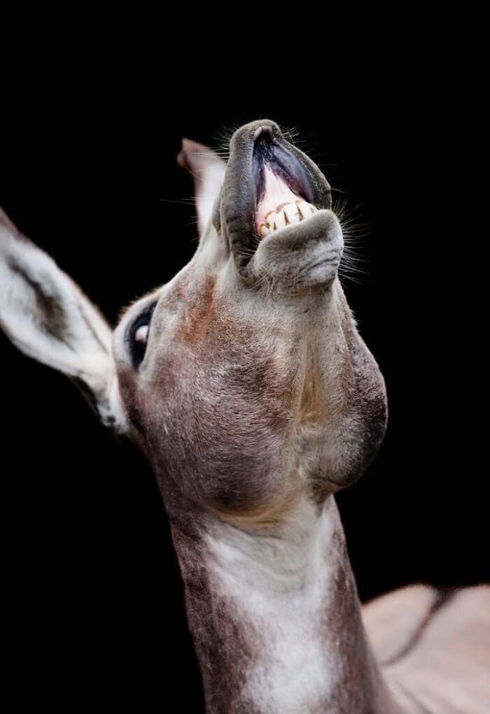 Wildlife photographer captures animal reaction with open mouth and teeth.