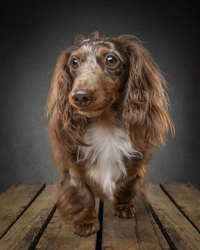Close-up of long-haired dachshund on wooden floor for doggy personality book