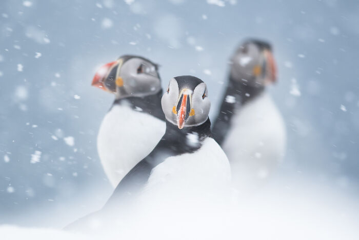 Puffins standing in a snowstorm, featured in wildlife photos.