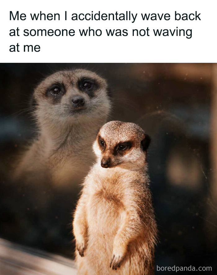 Regretful meerkat looking away in funny animal memes about waving back at a stranger.