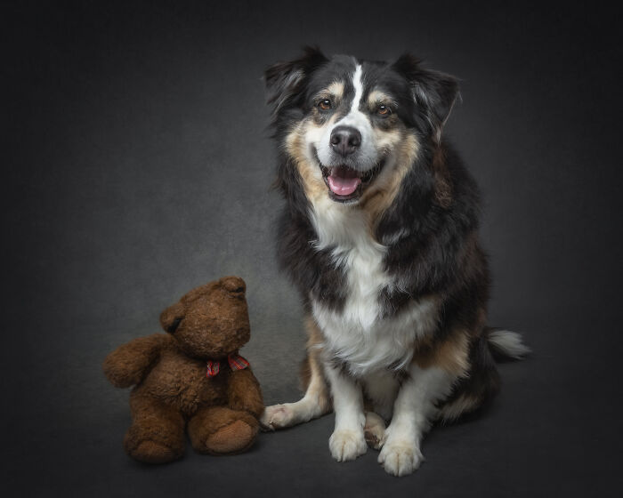 Happy dog sitting next to teddy bear in portrait celebrating dogs big personalities