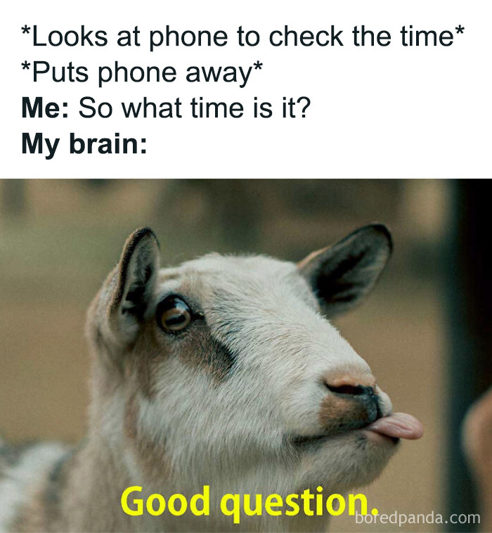 Funny goat looking confused in relatable animal memes image about forgetting the time.