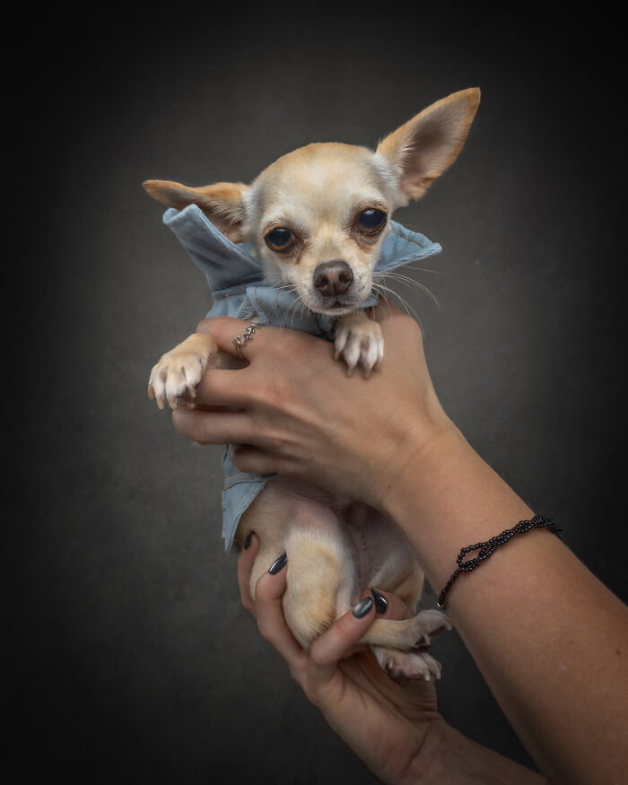 Tiny chihuahua dog held by hands, wearing a light blue outfit