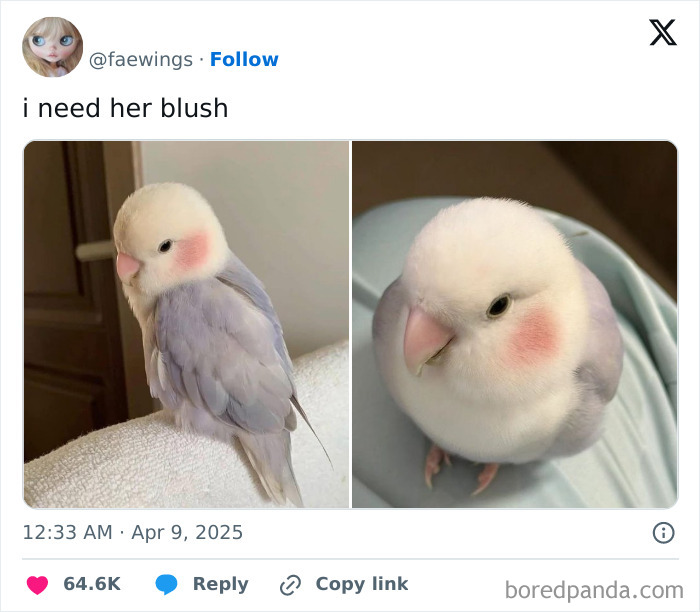 Close-up of a bird with pink blush on cheeks, relatable female meme about blush