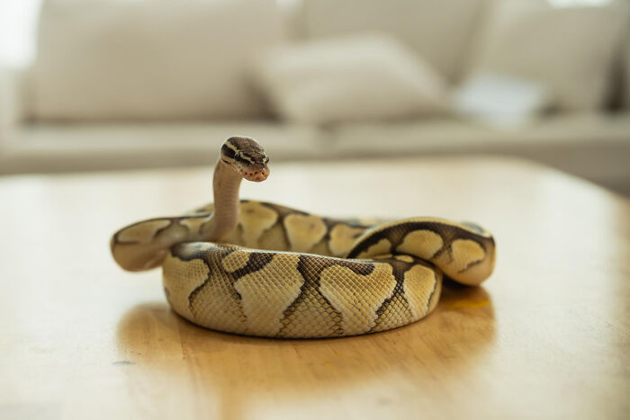 Coiled ball python snake on wooden table indoors