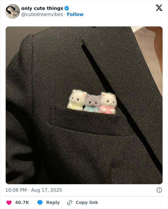 Tiny plush kittens neatly tucked in jacket pocket for adorable little things
