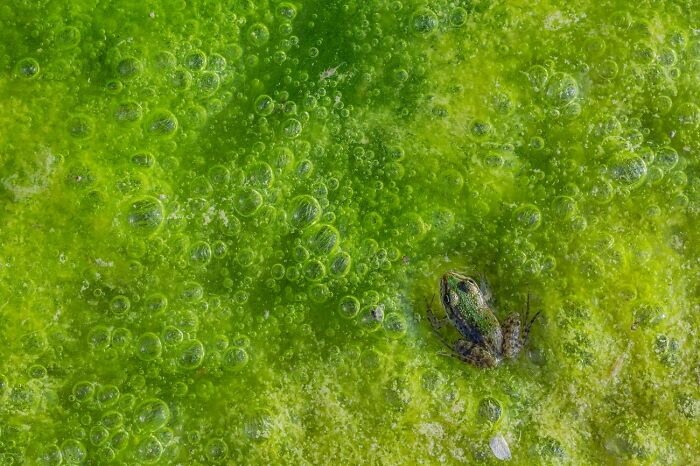Small frog camouflaged in green algae close-up by Siena International Photo Awards