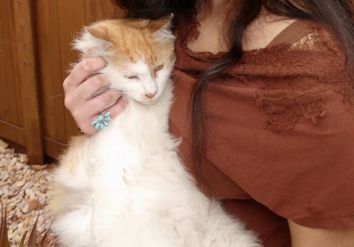 An orange and white cat cuddling with its owner, showing beloved pets.