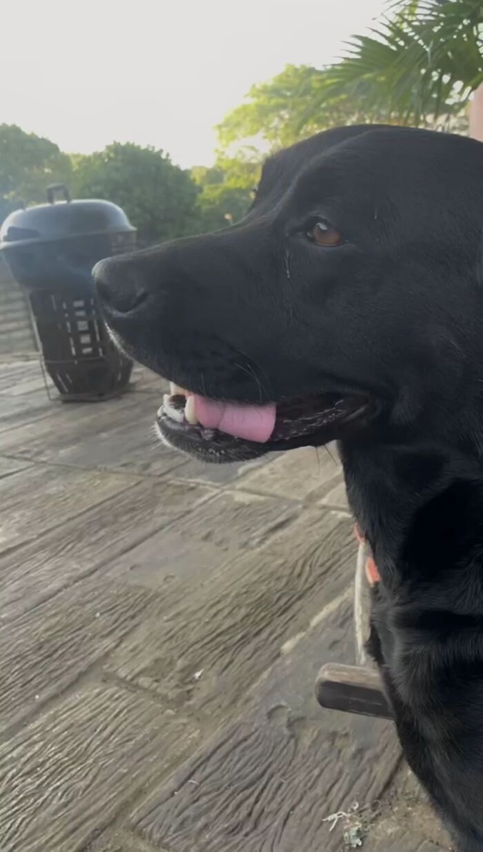 Side view of a happy black dog outdoors, part of the viral TikTok Trend of sharing life stories with pets.