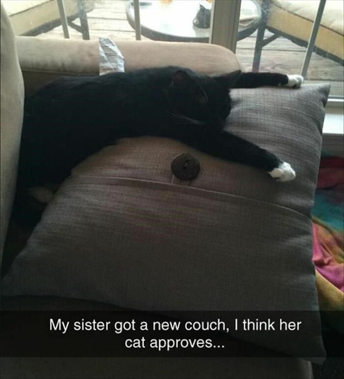 Black cat stretched out on new couch cushion approving