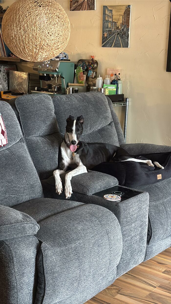 Black and white dog lounging on gray couch in living room