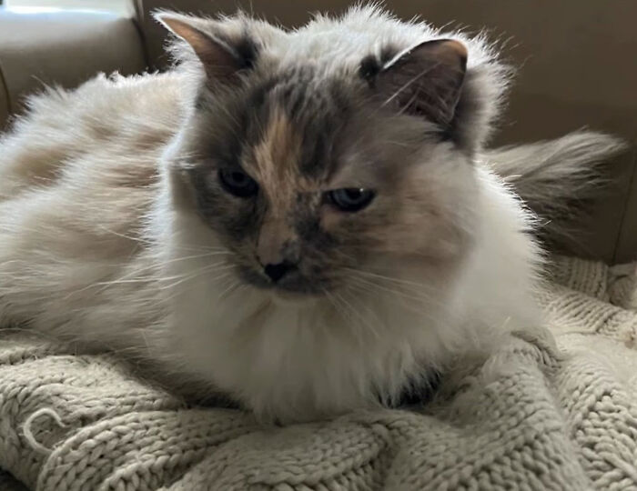 A fluffy cat resting on a blanket, featured in the story about a vet employee and a family pet A fluffy cat resting on a blanket, featured in the story about a vet employee and a family pet