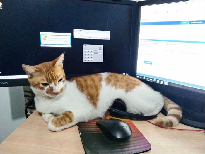 An orange and white cat rests on a desk in front of dual monitors, featured in a TikTok trend about pets.