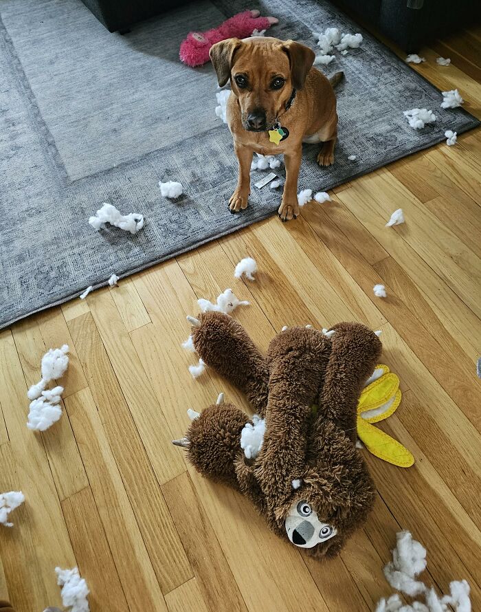 Brown dog surrounded by stuffing and torn apart plush toy on hardwood floor