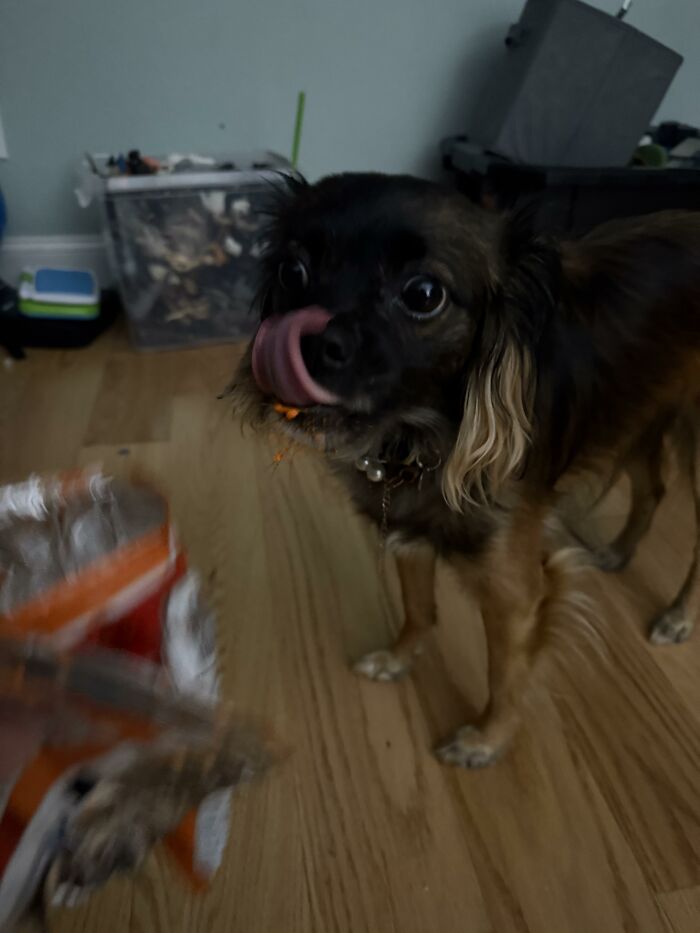 Small dog licking lips with torn snack bag on wooden floor showing trouble