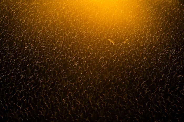 Sunlit flock of birds creating golden wildlife texture