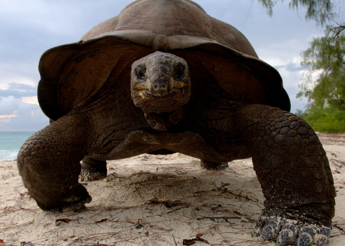 A close-up shot of one of the giant tortoises walking slowly along a sandy beach