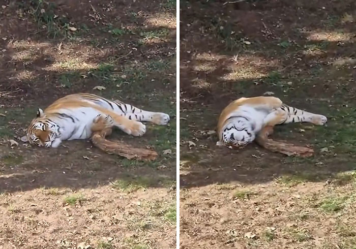 Fate Of Tiger That Mauled Man After He Entered Its Enclosure Finally Revealed Fate Of Tiger That Mauled Man After He Entered Its Enclosure Finally Revealed