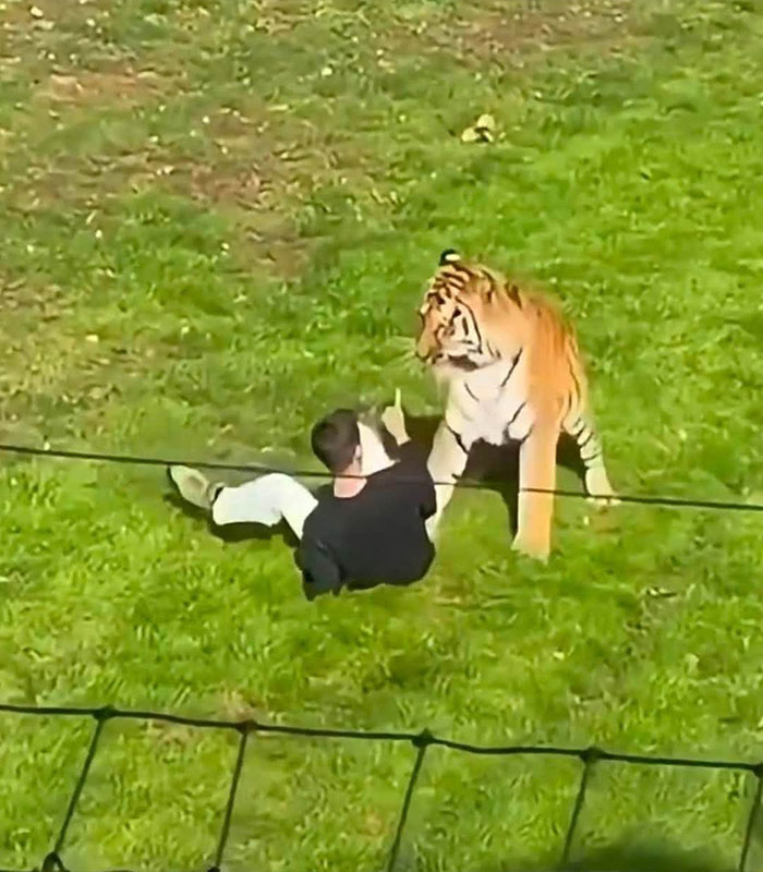 Chilling Posts From Mom Of Former Child Actor Who Entered Tiger Enclosure Raise Questions After Fatal Incident Chilling Posts From Mom Of Former Child Actor Who Entered Tiger Enclosure Raise Questions After Fatal Incident