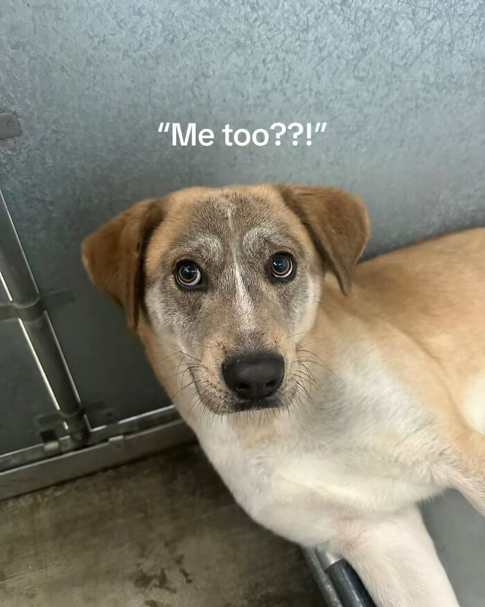 Close-up of a shy rescue dog in a shelter kennel looking up with big expressive eyes.