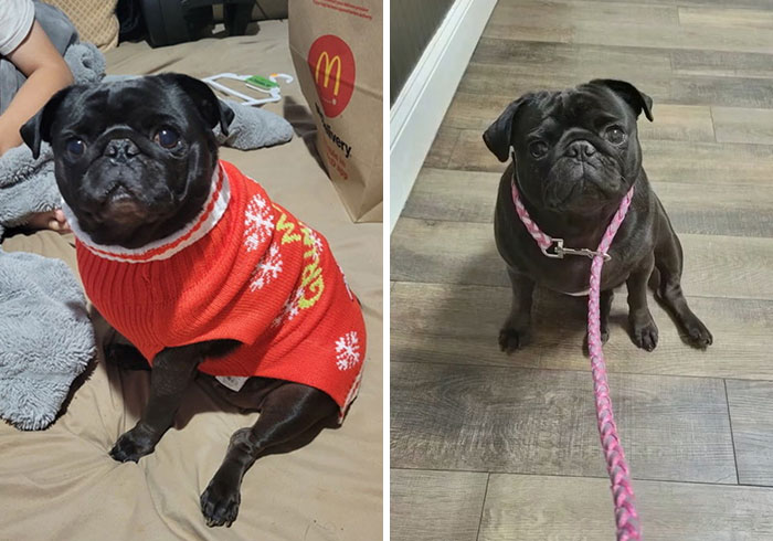 Side-by-side photos of the black dog in a sweater and on a leash after being taken home. Side-by-side photos of the black dog in a sweater and on a leash after being taken home.