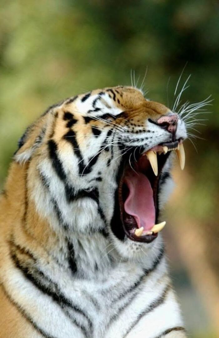 Side profile of a tiger opening its mouth wide to yawn, captured by a wildlife photographer.