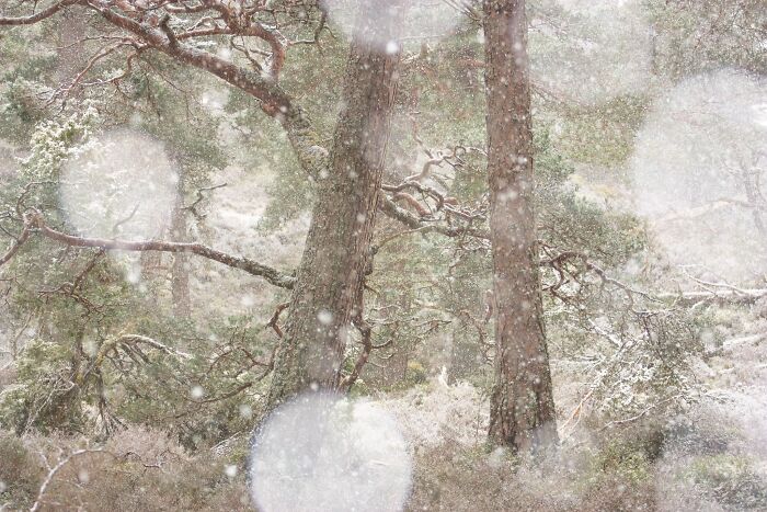 Close-up of pine tree trunks during a soft snowfall for Natural Landscape Photography Awards