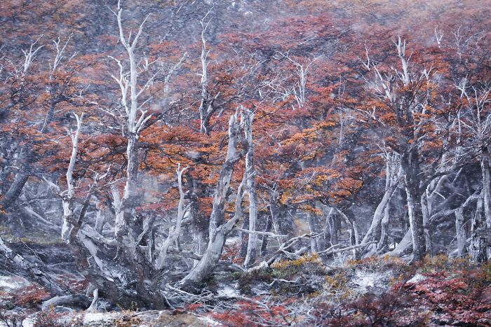 Snow-dusted forest with reddish foliage captured in natural landscape photography.