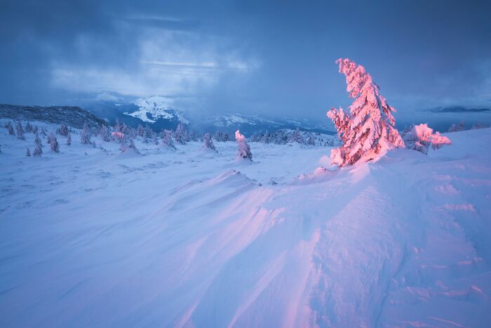 Snow-covered landscape with a pinkish pine tree during sunset, a natural landscape photography sample.