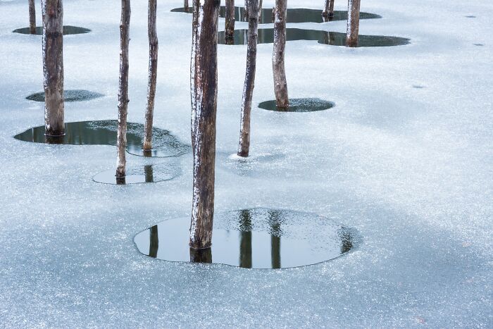 Bare tree trunks standing in a frozen lake with ice pools for Natural Landscape Photography Awards