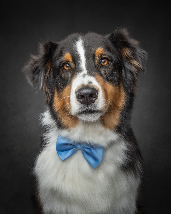Portrait of a tricolor dog wearing a blue bow tie capturing dog personalities