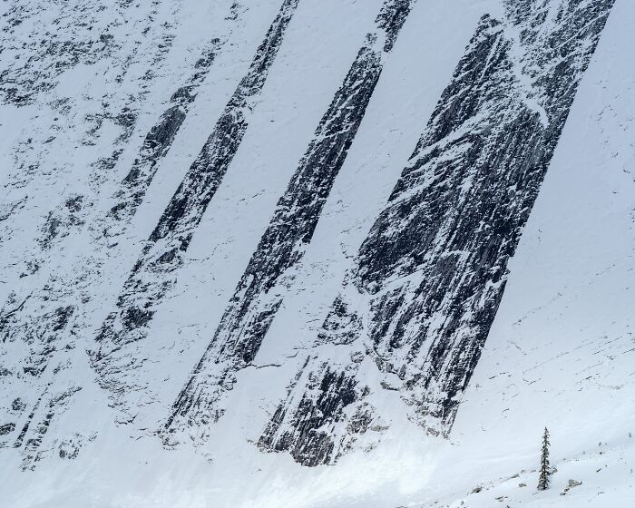 Natural landscape photography of snow-covered mountain couloirs with a single pine tree at the base.