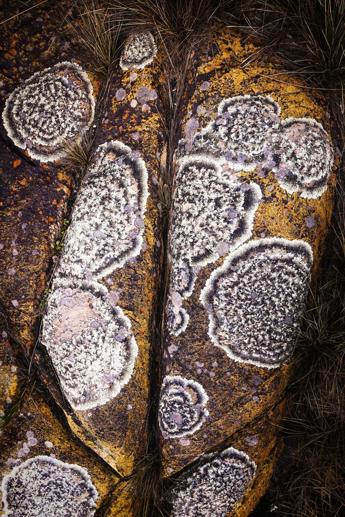 Close-up natural landscape photography showcasing detailed lichen patterns growing on rocks.