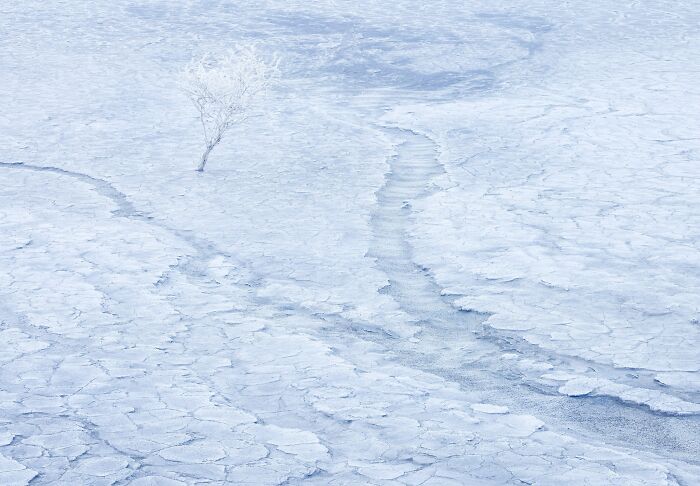 Minimalist natural landscape photography featuring a solitary frosted tree in a icy white landscape.