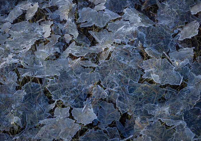Abstract closeup of delicate frosted leaves covering the ground, captured in natural landscape photography.