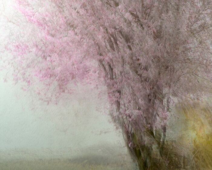 Impressionistic natural landscape photography capturing soft pink blossoms on a misty tree.