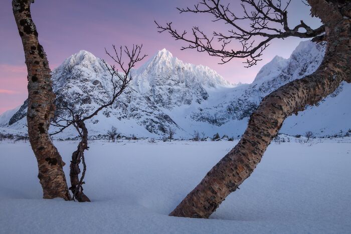 Snow-covered trees framing sharp mountain peaks during dusk, a fine entry for landscape photography.