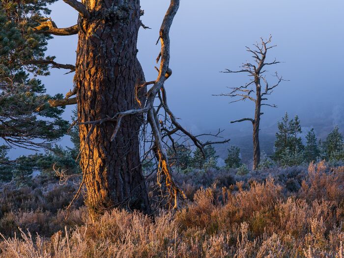 Golden sunlight warming a gnarled pine tree in a hazy winter scene, featured in natural landscape photography.