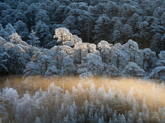 Sunlight hitting frosted pine trees in a dense forest, showcasing stunning natural landscape photography.
