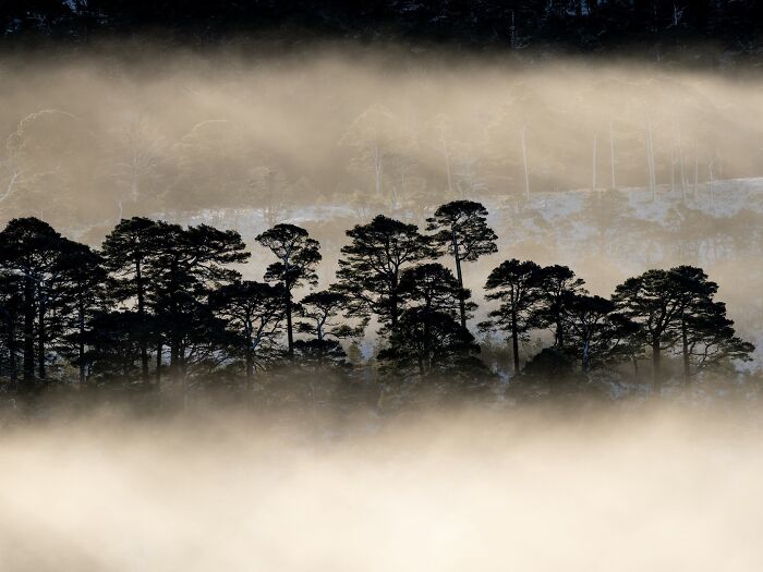 Silhouetted pine trees surrounded by golden mist in a natural landscape photograph.