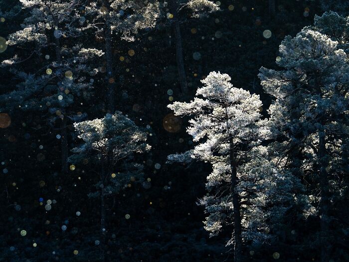 Frost-covered pine trees in a dark forest entry for Natural Landscape Photography Awards.