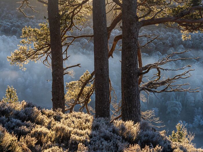 Sunlit trees framing misty valley landscape from Natural Landscape Photography Awards.